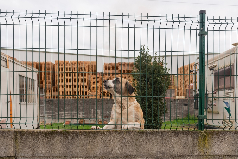 Dog Fencing