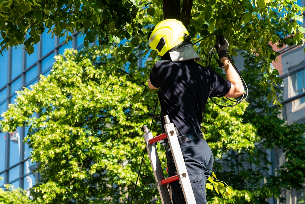 Tree Service